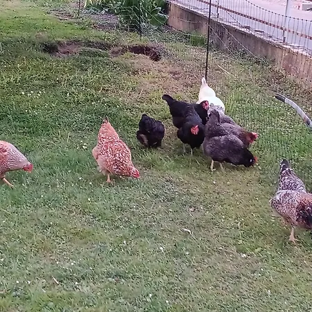 Little Tiny Village Haus 4 Fussach