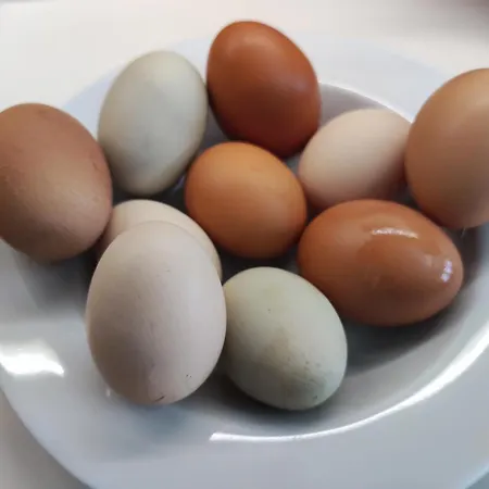 Little Tiny Village Haus 4 Apartment Fussach